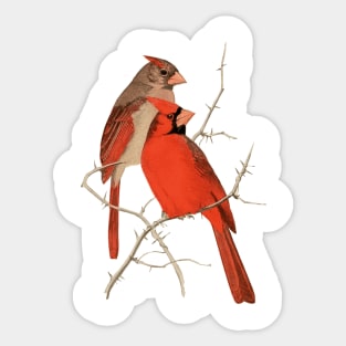 Vintage Cardinals Illustration Sticker